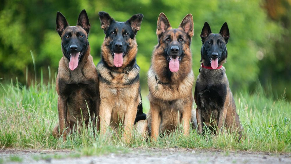 Дресирування собак ( кінолог , хендлер)