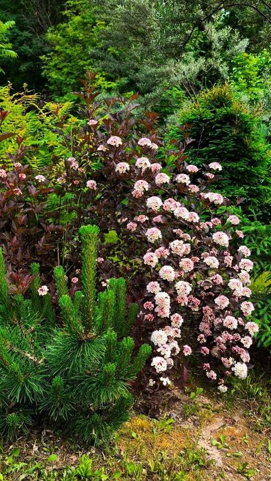 Пухироплідник , лапчатка, спірея, верба, тис, гортензія , ехінацея,