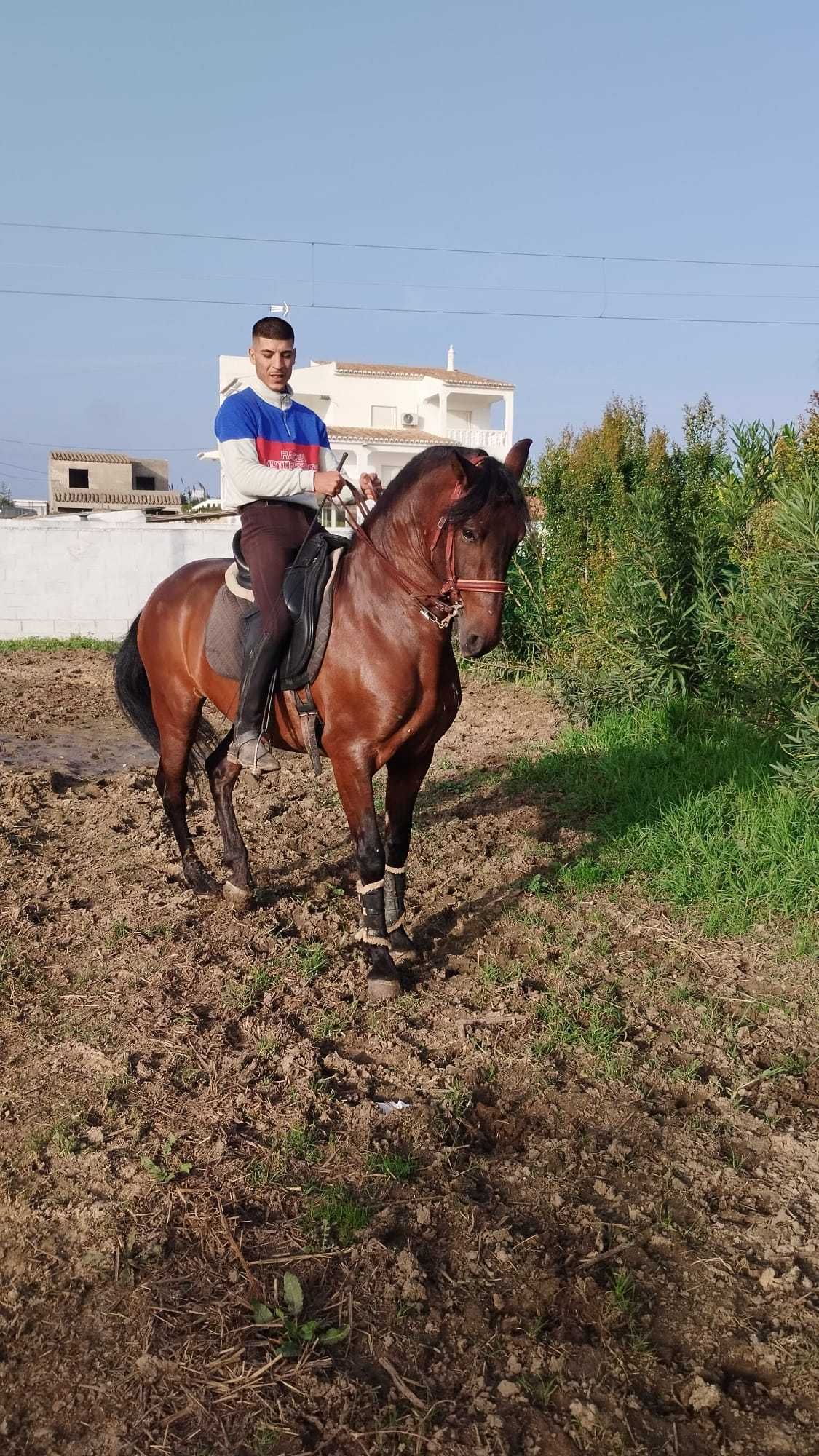 Vende se cavalo com 6 anos de idade