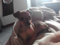 Pinscher entrega imediata