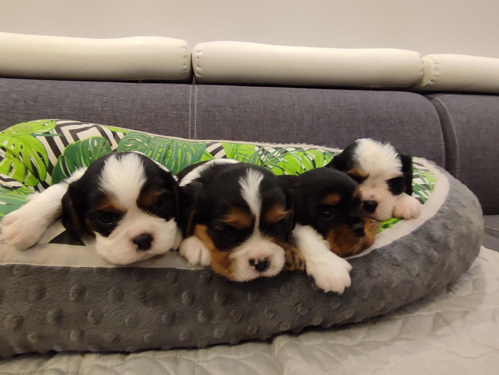 Cavalier King Charles Spaniel