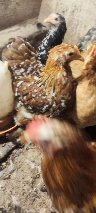 Kochin karzełek ,miniatura, miniaturowy.