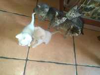 Kociaki do adopcji