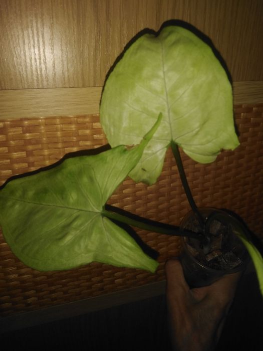 Продам різні сорта сингониумы, филодендроны, сциндапсусы, епипремнуми