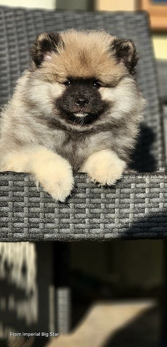 Szpic wilczy keeshond zkwp FCI po championach