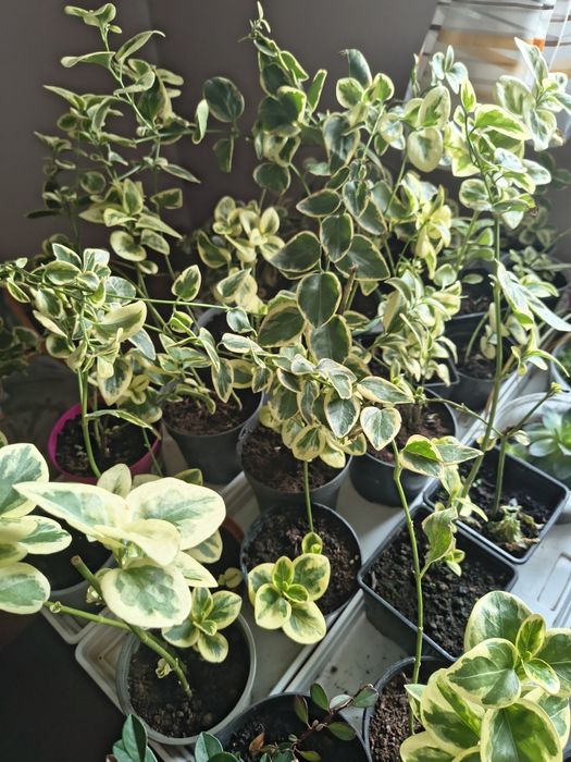 barwinek variegata