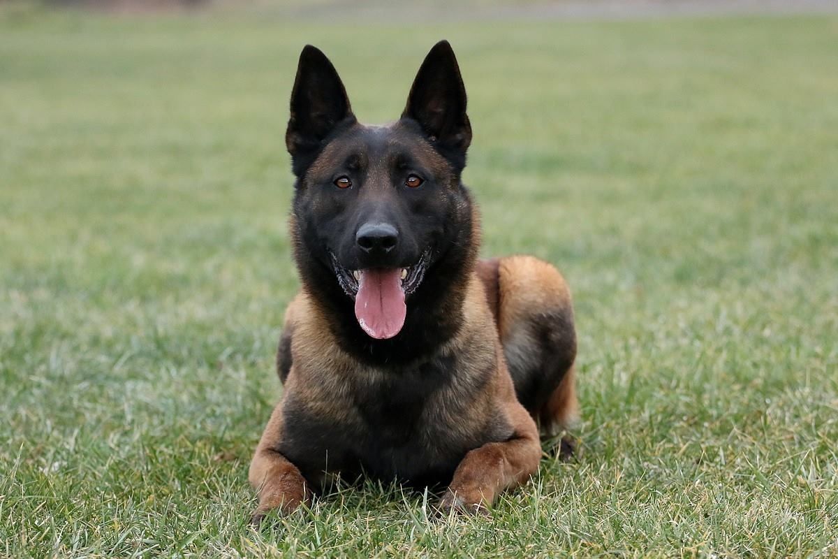 Owczarek belgijski Malinois zkwp Wrocław -piesek