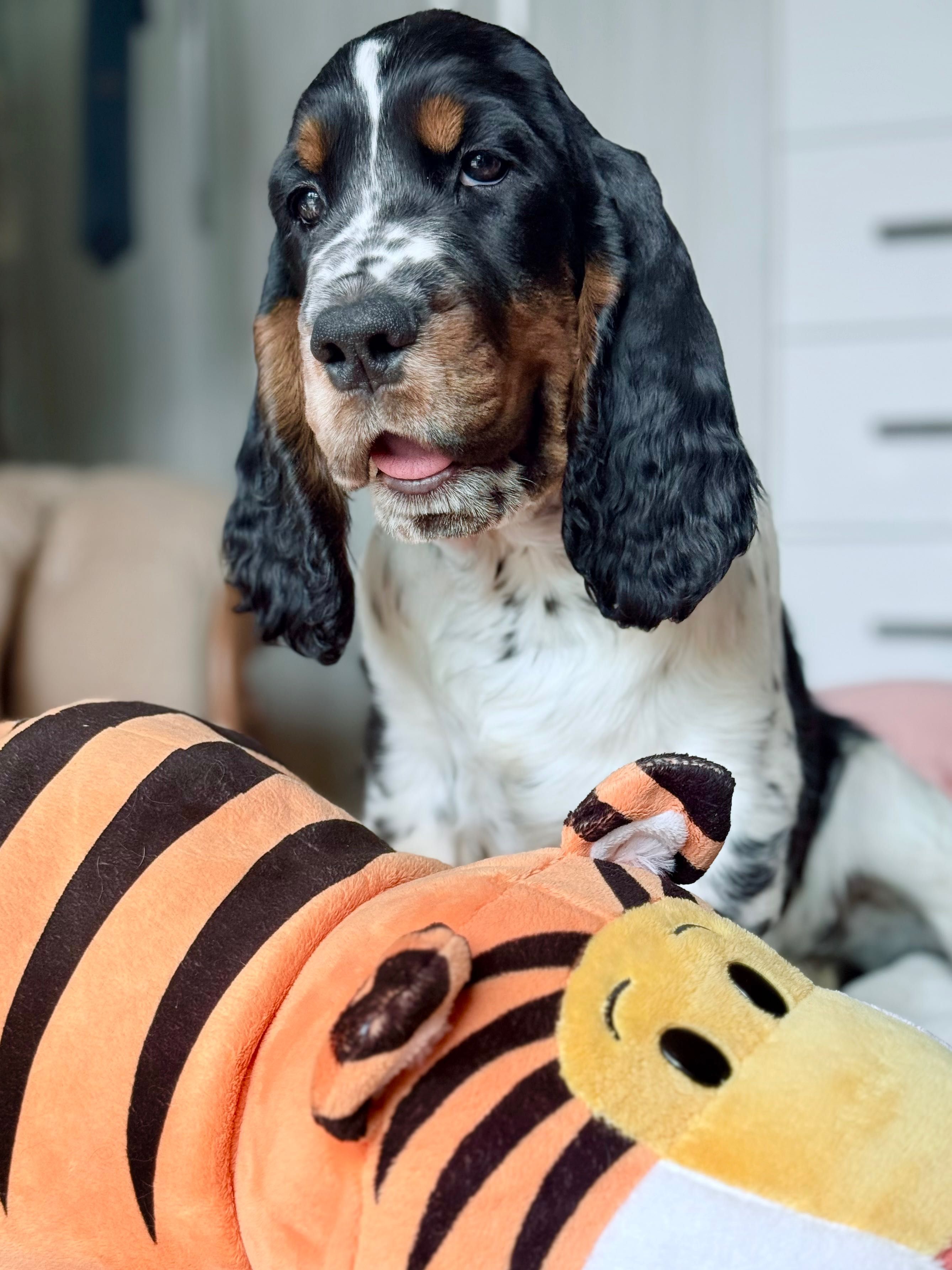 Springer Spaniel Angielski ZKwP FCI