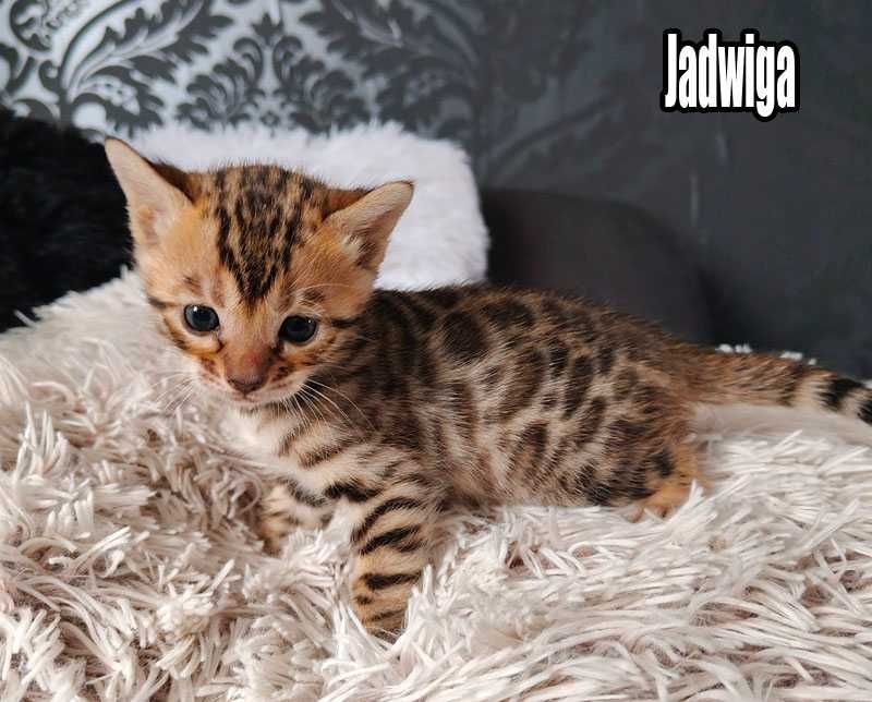 Koteczka bengalska z rodowodem