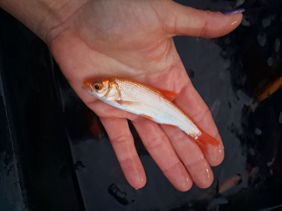 Karp narybek 10-14cm Amur,Jesiotr