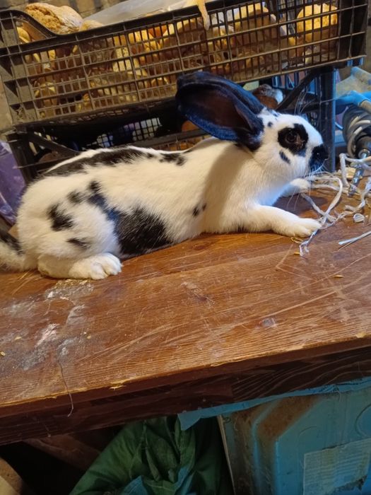 Samica mieszana z rasą belgijska i kalifornijska