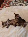Бенгальские котята