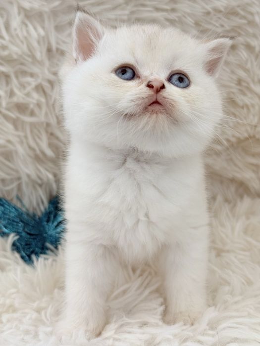 Macho scottish stright