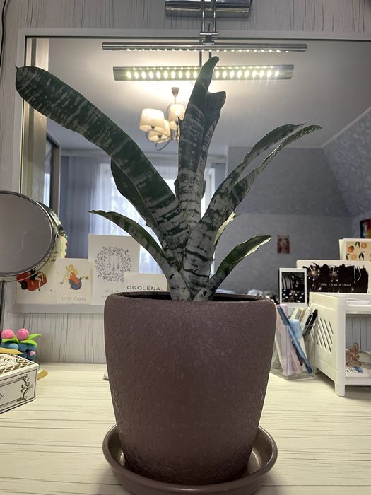 Ехмея полосата в вазоні