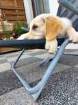 Golden Retriever szczeniak