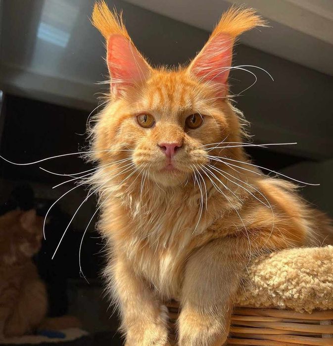 Котята на продажу