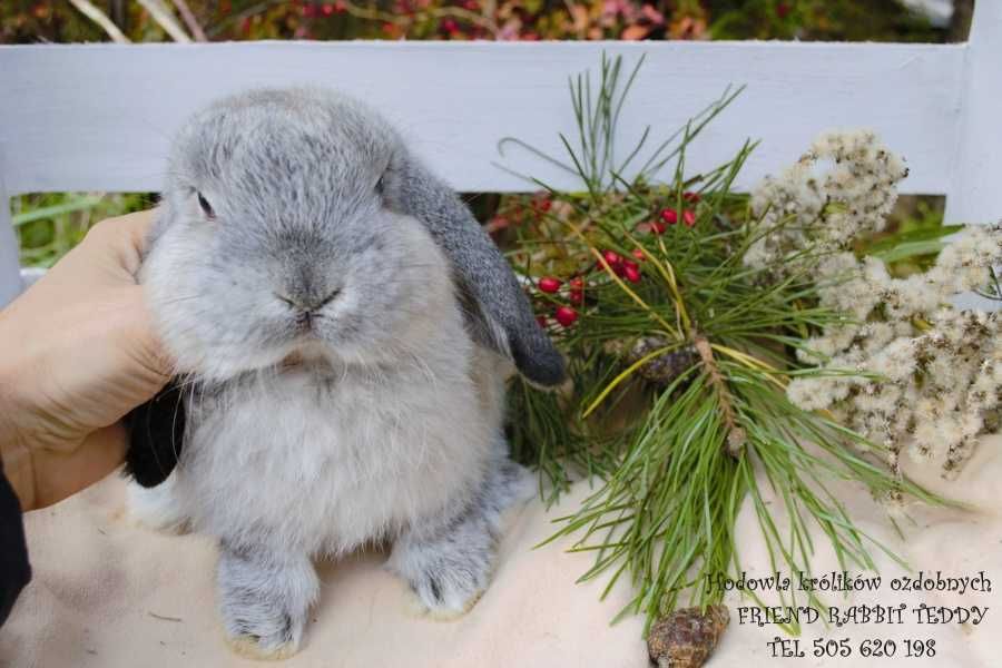 DO ODBIORU Króliki karzełki TEDDY królik karzełek miniaturka MINI LOP