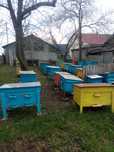 Продам пасіку , вулики з бджолами , і пусьті