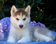 Siberian husky suczka ZKwP