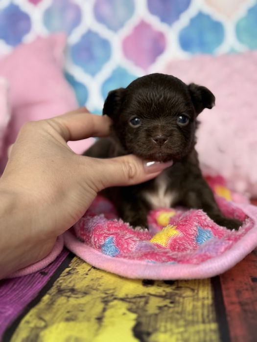 Chihuahua śliczny piesek czekoladowy choco