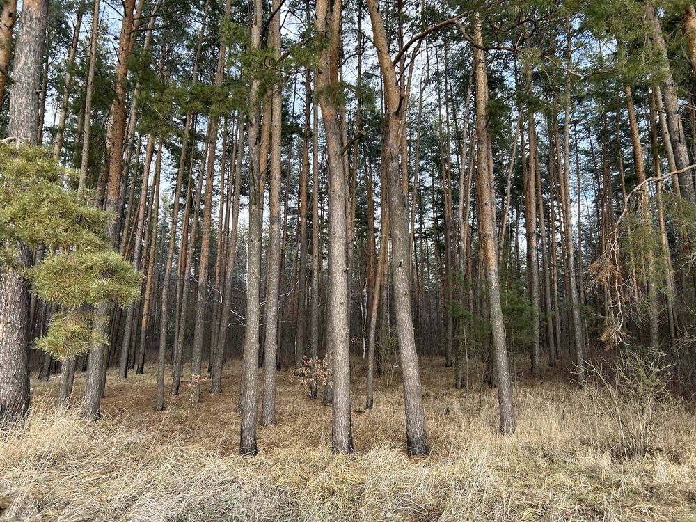 Земельні ділянки під будівництво з виходом в ліс