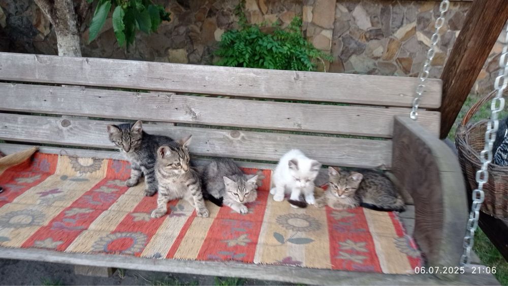 Відам в добрі руки кошенята