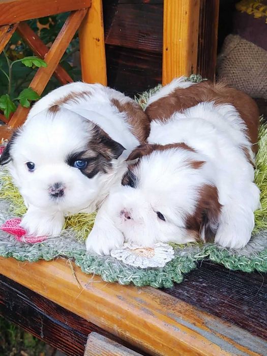 Цуценята породи Ши тцу