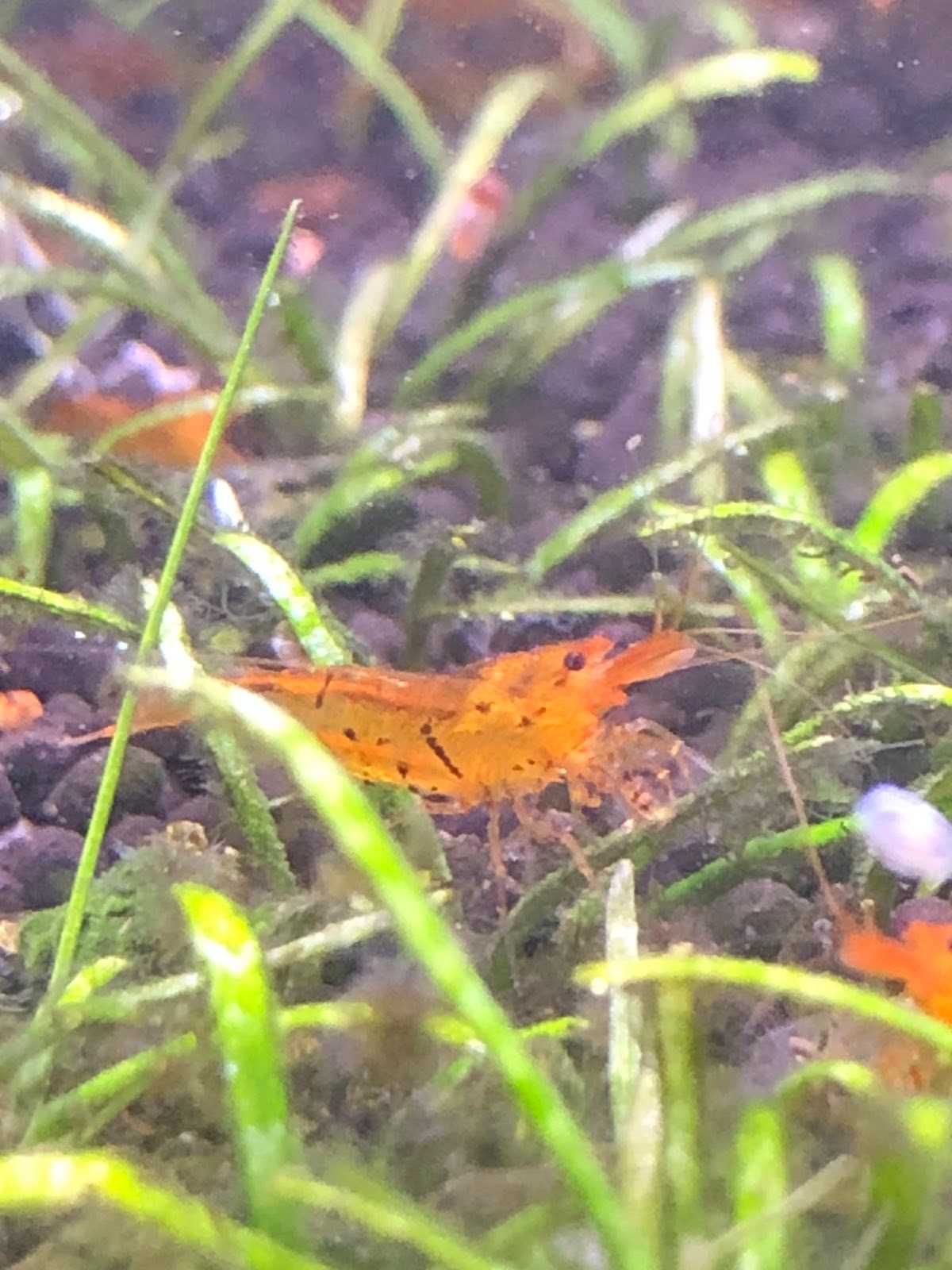 Креветка Золотий Тигр / Golden Tiger Shrimp (Tangarine Tiger)