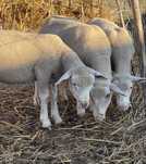 3 borregas 1 borrego île de france ( 5,6 meses )