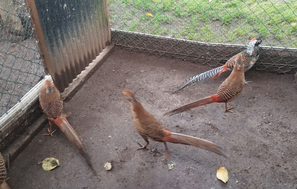 Vendo casais de faisões dourados leid gigi pavões cor azul