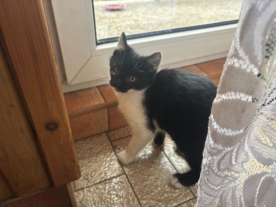 Oddam kotki w dobre ręce