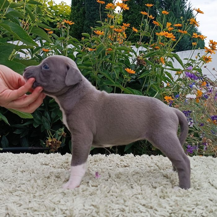 Нова Луна дівчинка просто ніжна перлинка ,розплідник КСУ