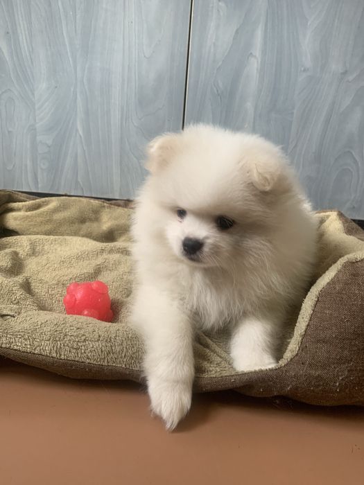 Шпиц хлопчик продажа