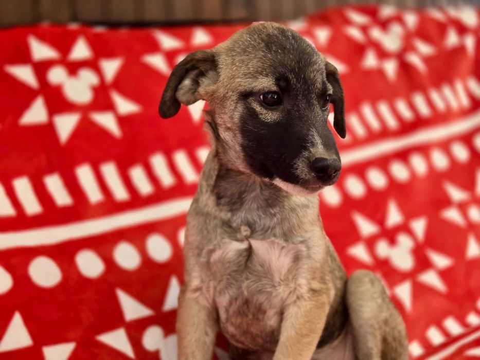 KRISTIANO  4 mies. szczeniak do adopcji. Uratowany w Bułgarii