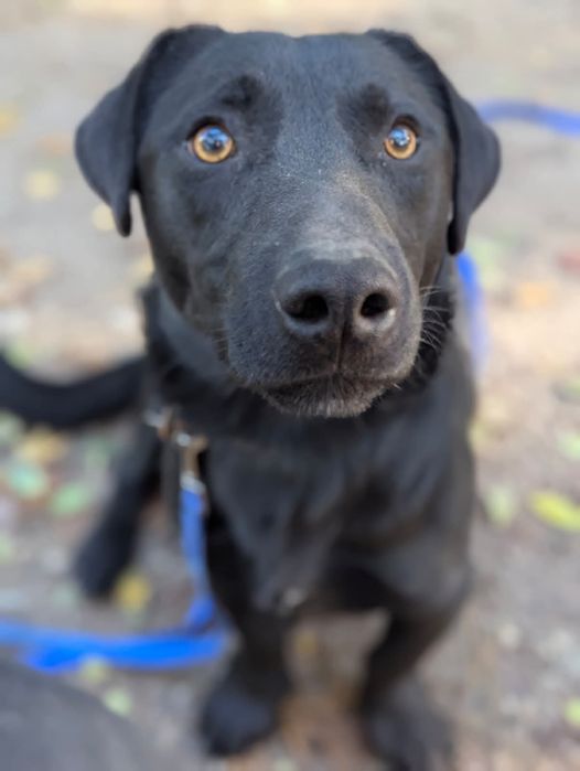 Drobny Łoś szuka domu!