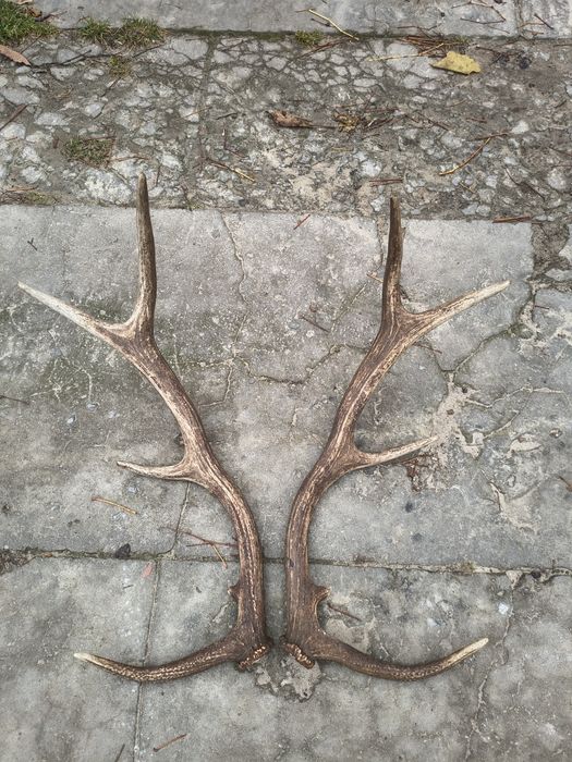 Poroże, zrzuty jelenia