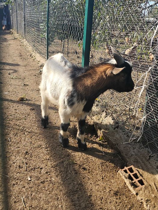 Chivo de raça pequena