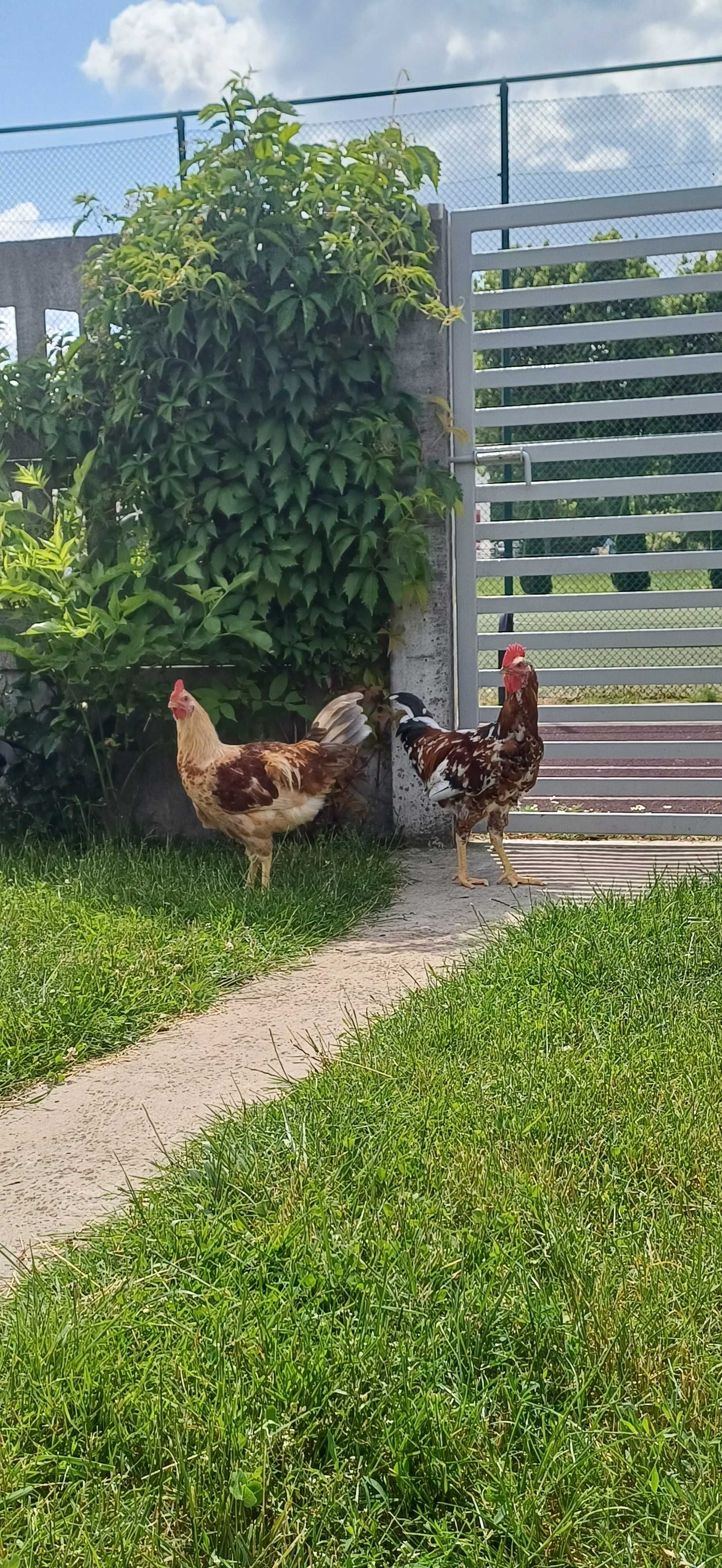 Młode Koguty Nioski
