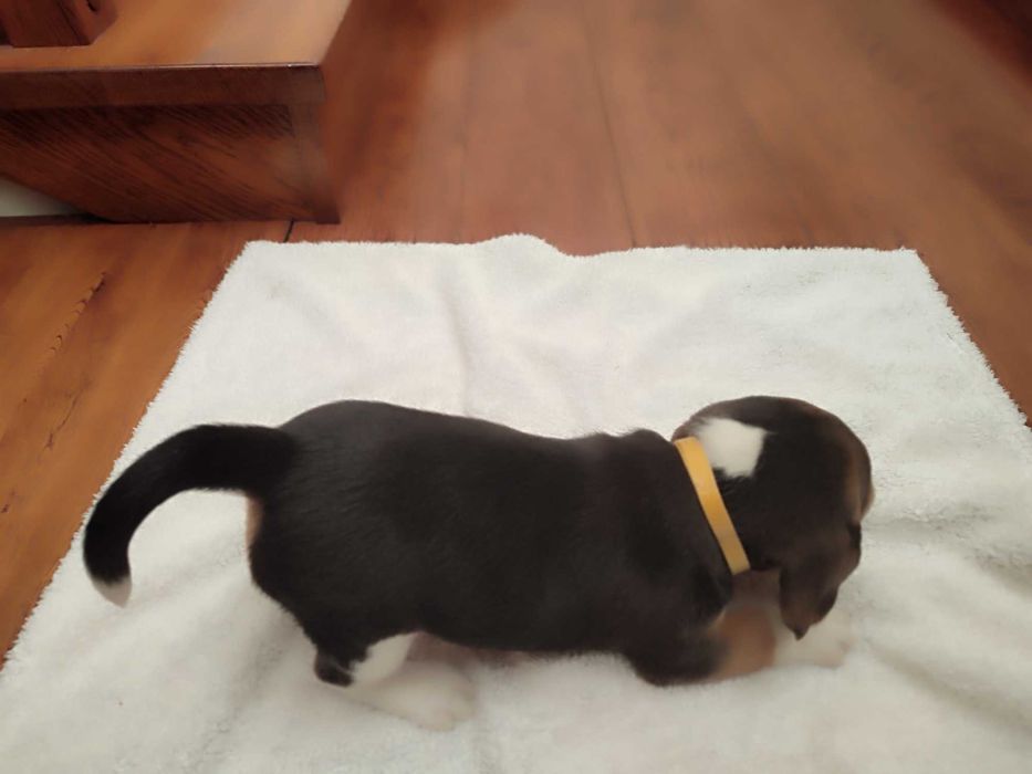 Beagle sunia suczka szczeniak