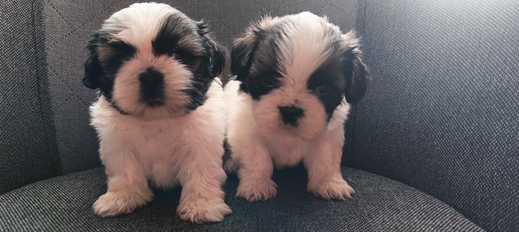 Piękne shih tzu zapraszam