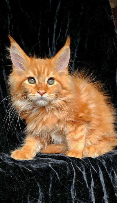 Львенок мальчик мейн кун