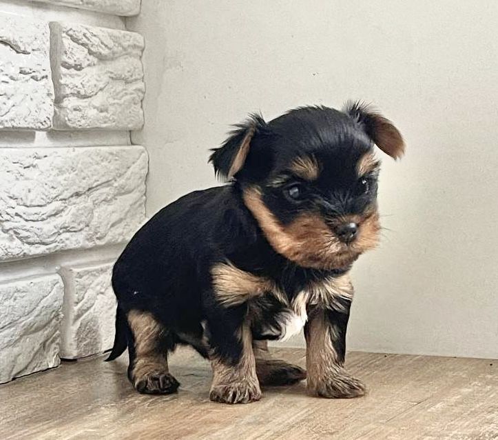 Бронювання останьгого хлопчика йоркширського тойтерєра