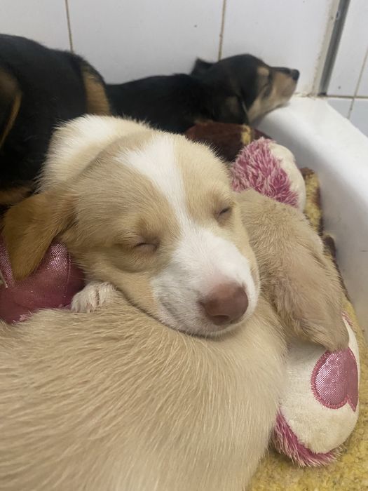 Cachorros bebés para adoção