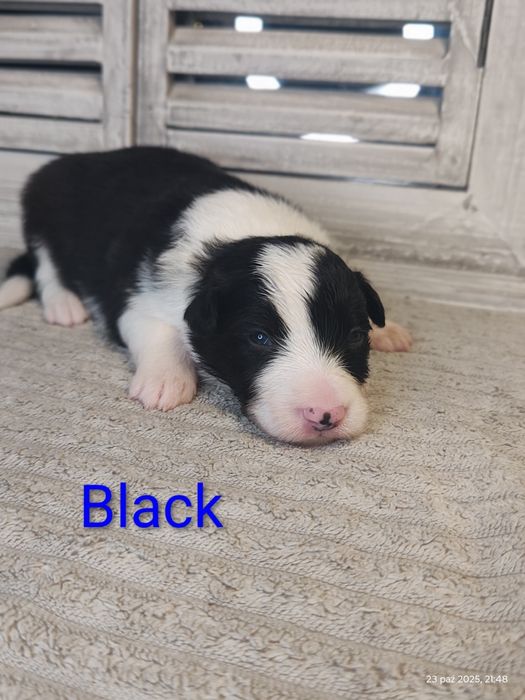 Border collie piesek cudowny piesek przebadani rodzice do odbioru