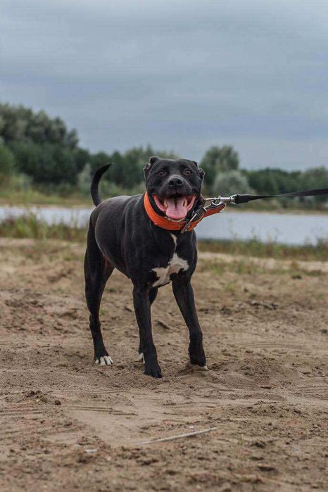 suczka pitbull do adopcji pit bull amstaff