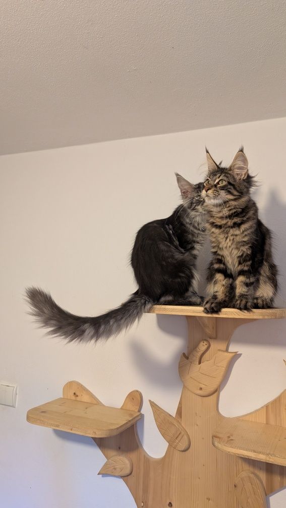 Kotka klasyk Maine Coon. Zapraszamy