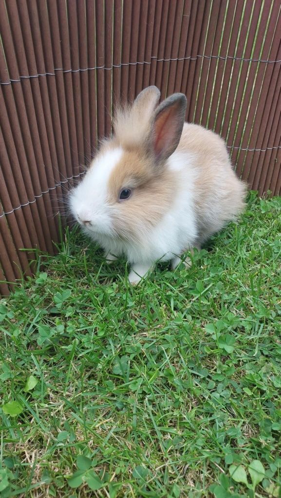 Królik miniaturka