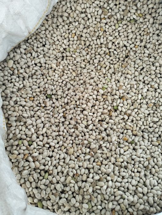 Квасоля Неві бінс