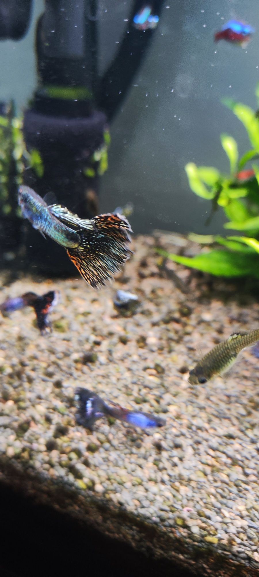 Guppys sortidos - Criação caseira
