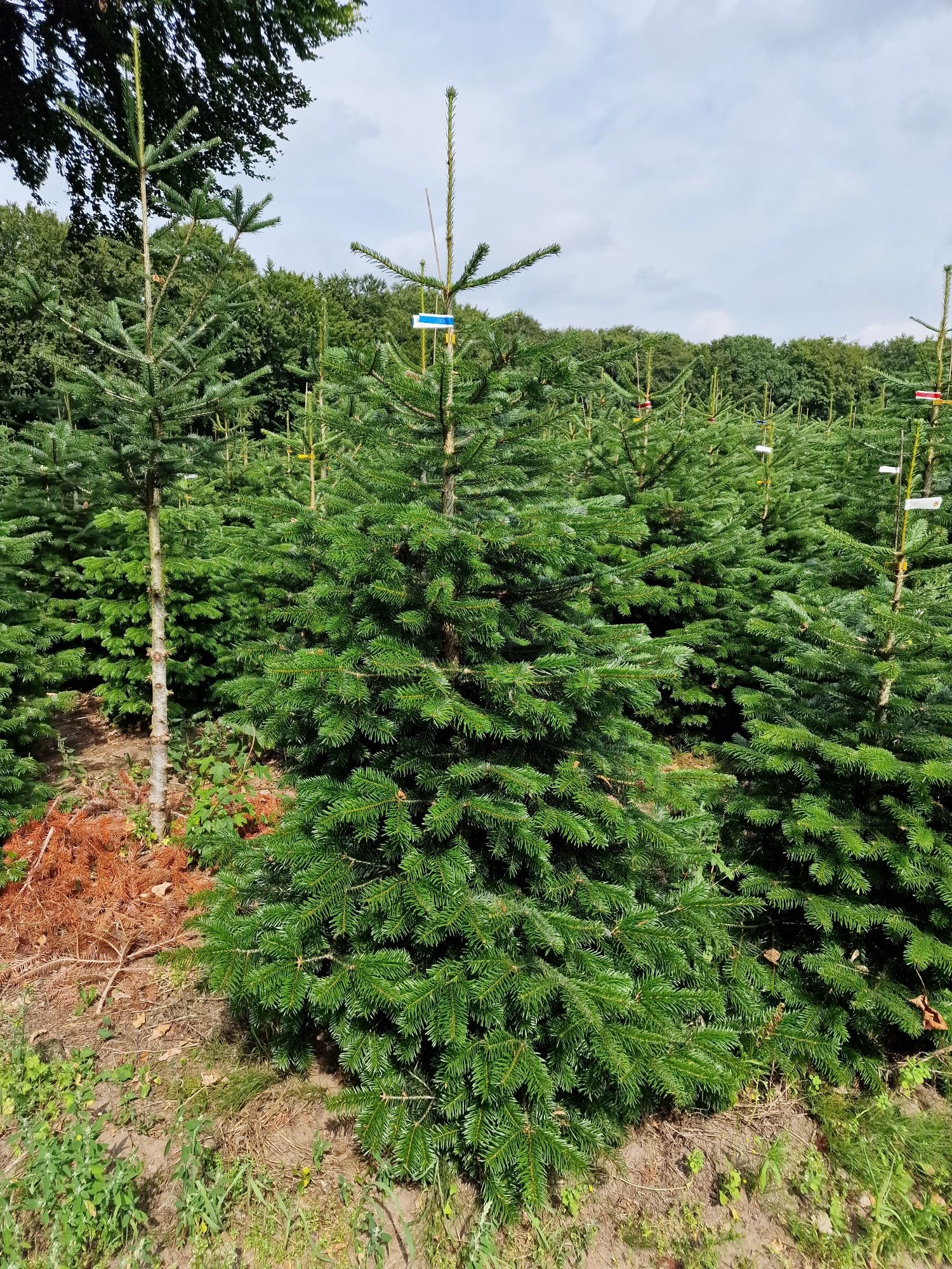 Choinki Jodła Kaukaska plantacja Dania